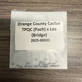 Orange County Cactus - 0031 - TPQC (Pach) x Lee (Bridge)