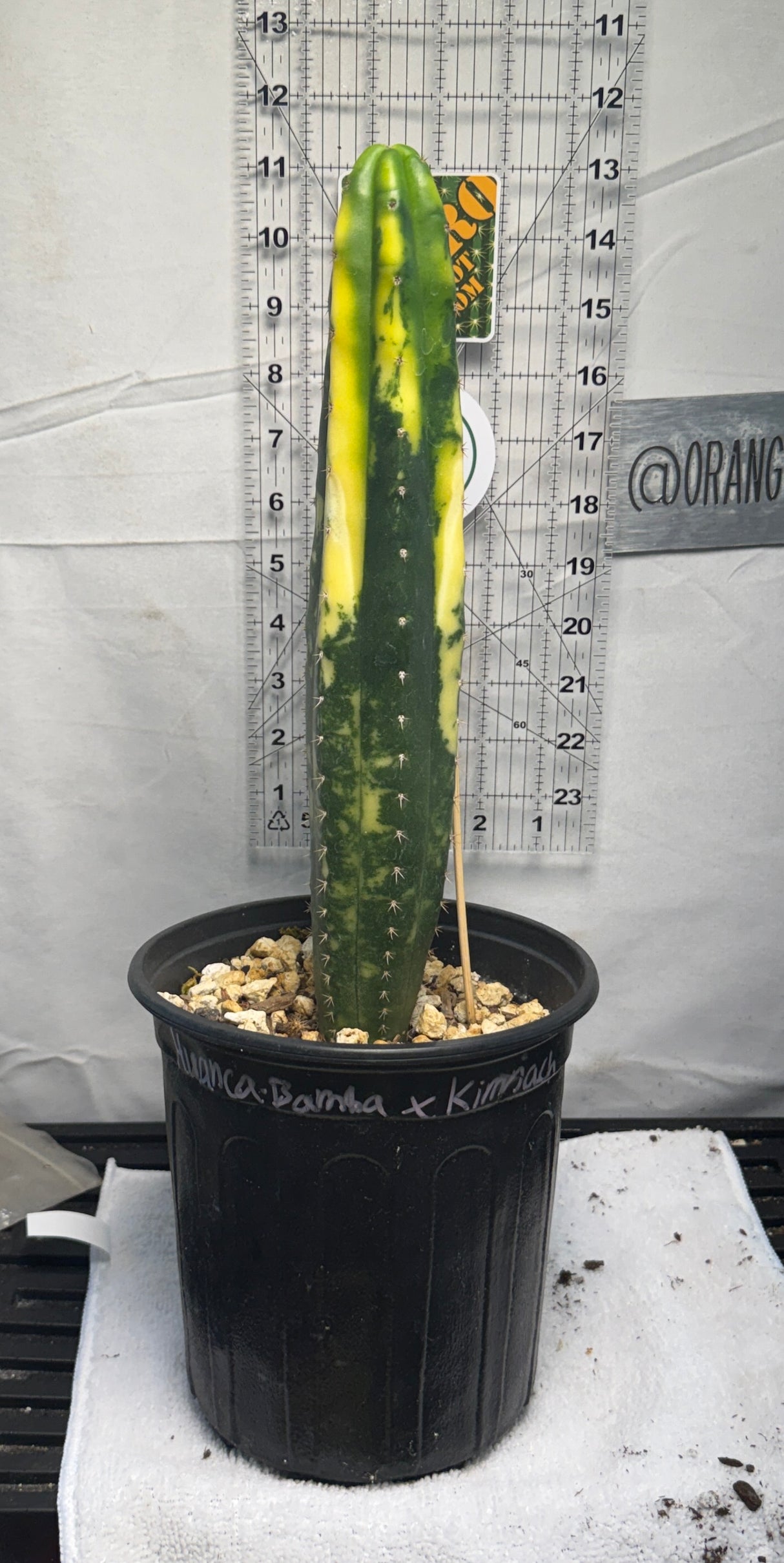 Columnar Cactus Hybrid - (Huancabamba x Kimnach - 'V')