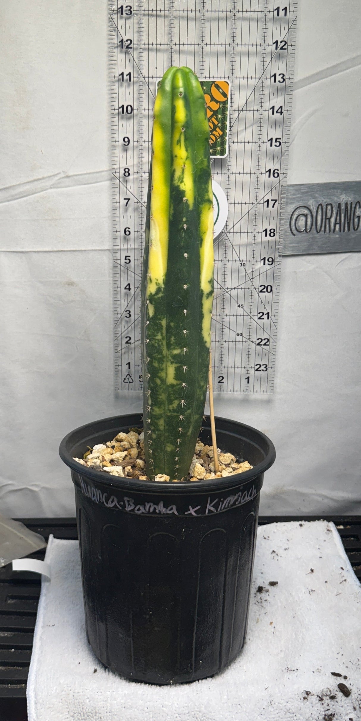 Huancabamba × Kimnach – Variegated Columnar Cactus Hybrid