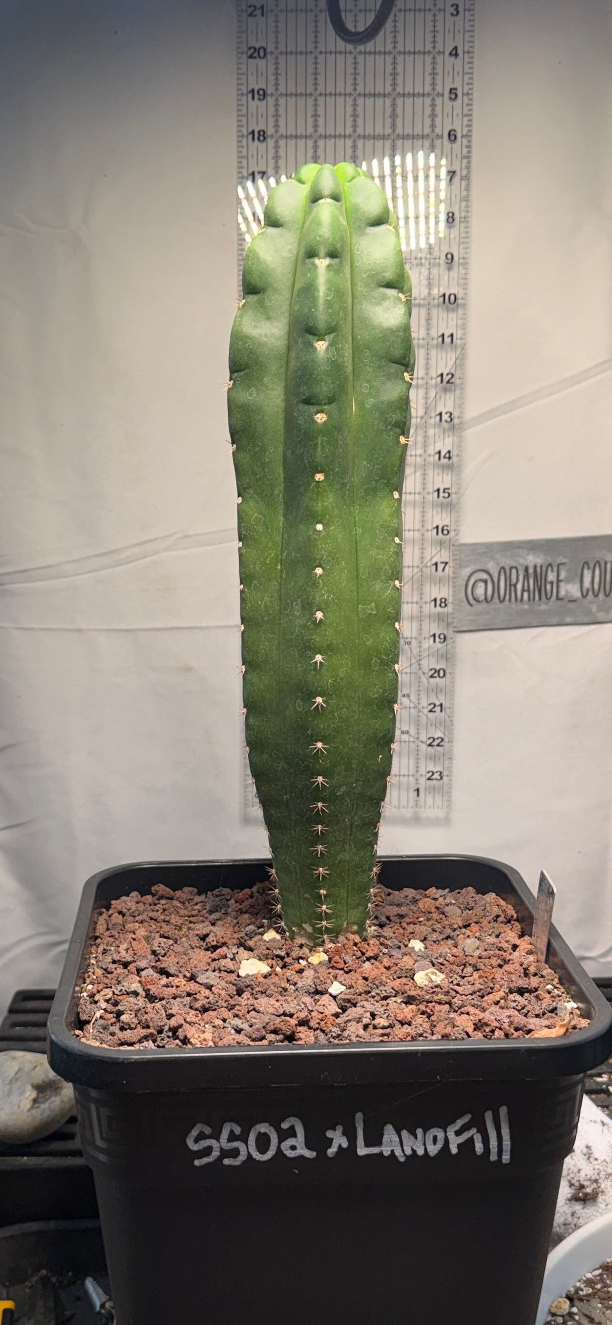 Columnar Cactus Hybrid - (SS02 x Landfill)