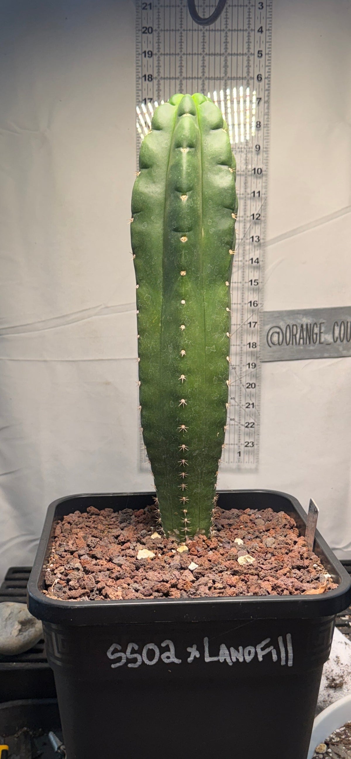 SS02 x Landfill - Columnar Cactus Hybrid