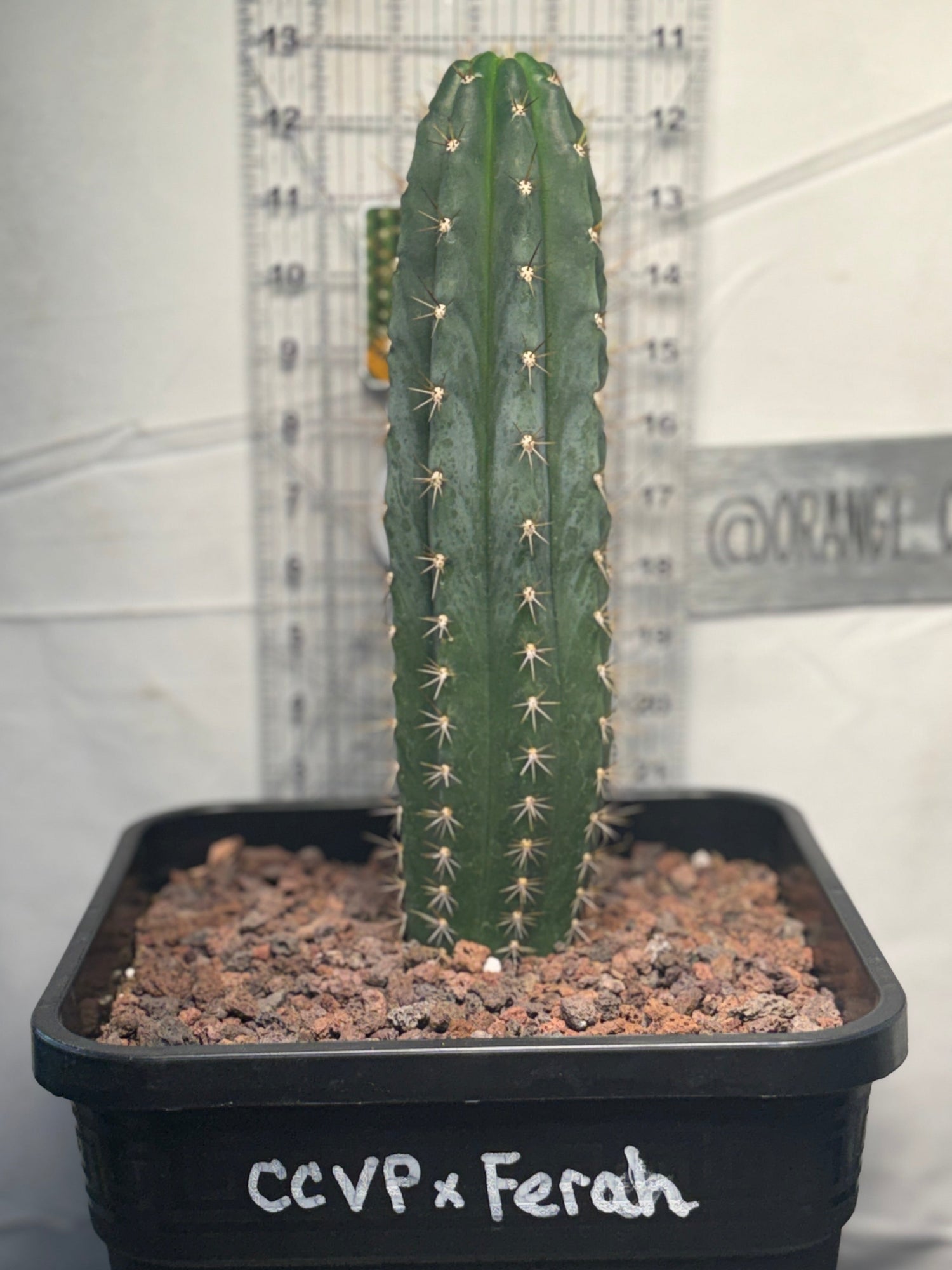 CCVP x Ferah- Columnar Cactus Hybrid