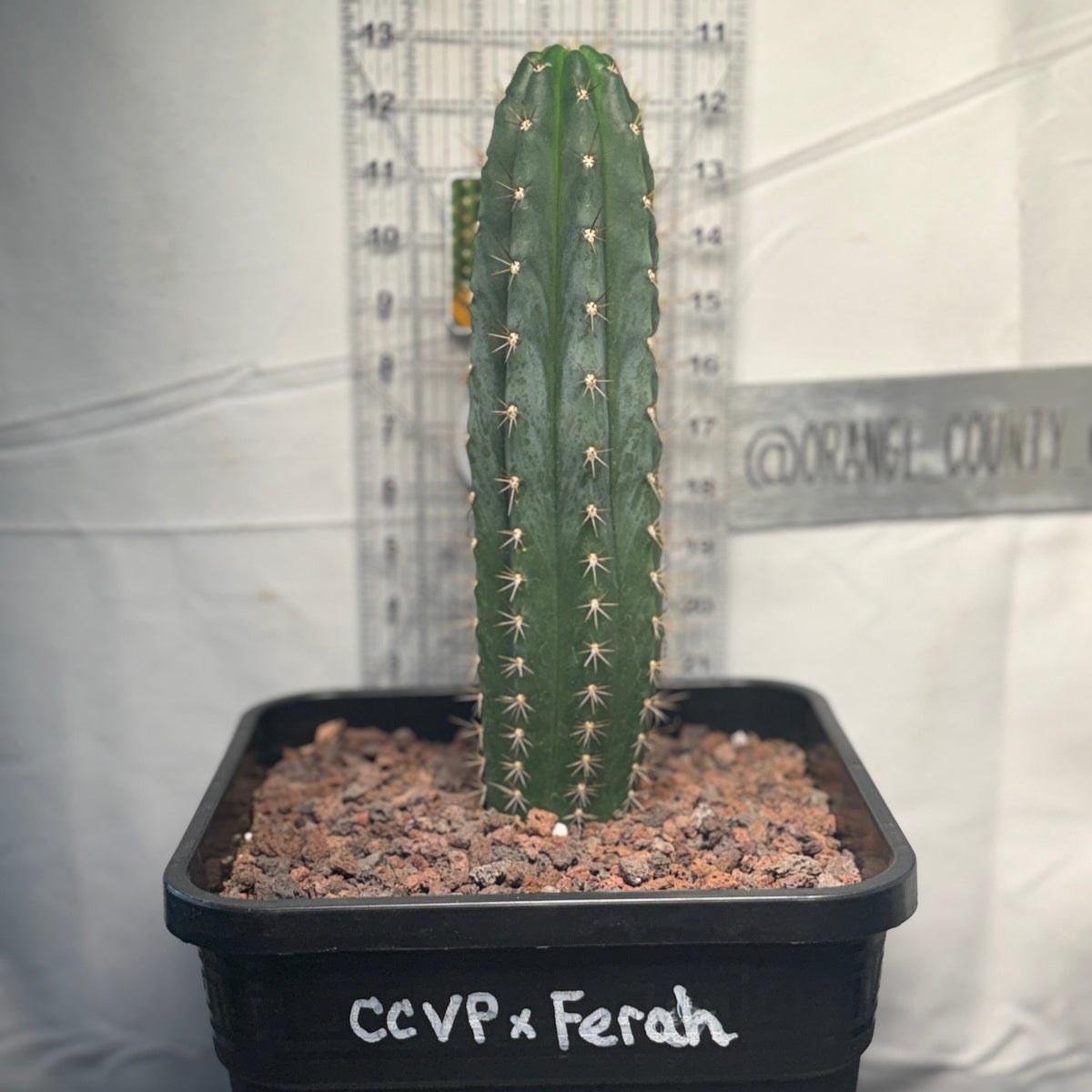 CCVP x Ferah- Columnar Cactus Hybrid