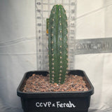 CCVP x Ferah- Columnar Cactus Hybrid