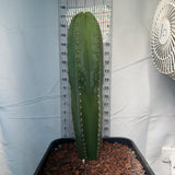 Echinopsis ‘Althea’ × ‘Ferah’ Columnar Cactus
