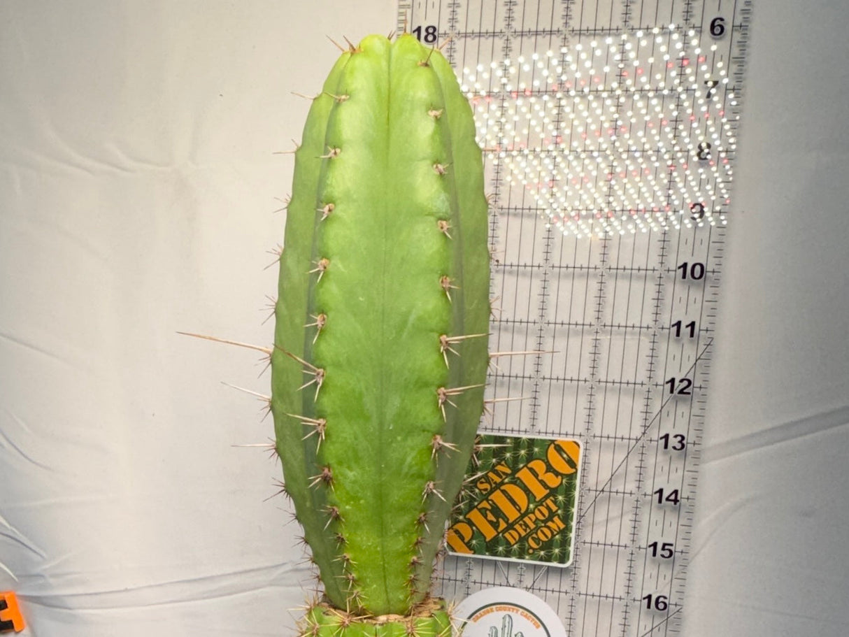 Columnar Cactus Hybrid - (SS02 x Ogun)