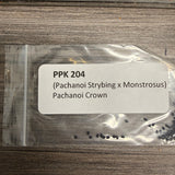 PPK 204 - (Pachanoi Strybing x Montrosus) x Pachanoi Crown