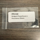 PPK 018 - Bridgesii Powerhouse x Peruvianus Oheim