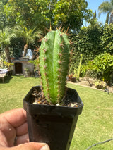 Icaros DNA (Cuttings) - Plantstock