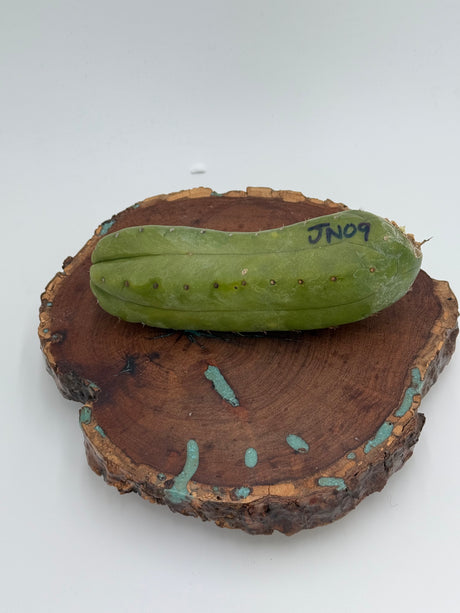 JN 09 (Wild Matucana Pachanoi) (Cuttings)