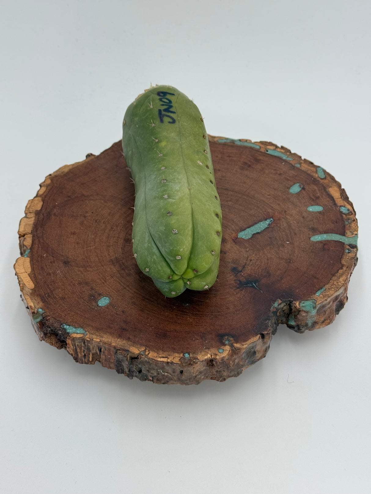 JN 09 (Wild Matucana Pachanoi) (Cuttings)