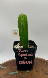 Jim's Special x Ogun (Yearlings)