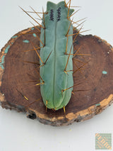 KarmaKaktus Bridgesii (Grafts)
