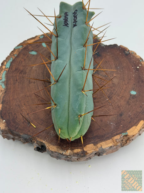 KarmaKaktus Bridgesii (Grafts)