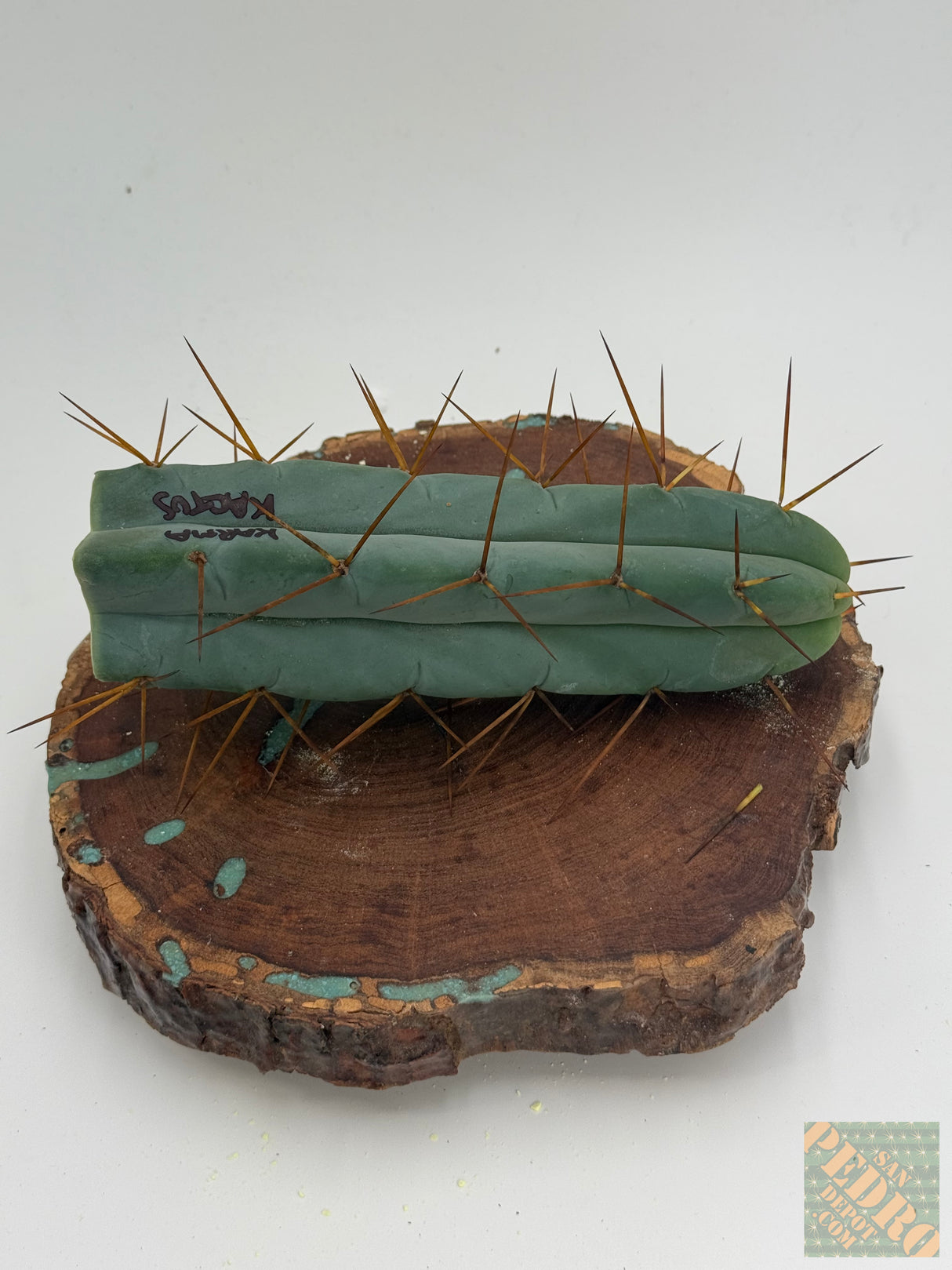 KarmaKaktus Bridgesii (Rooted Plants) - Plantstock