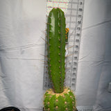 KIMNACH x SS02 - Columnar Cactus Hybrid