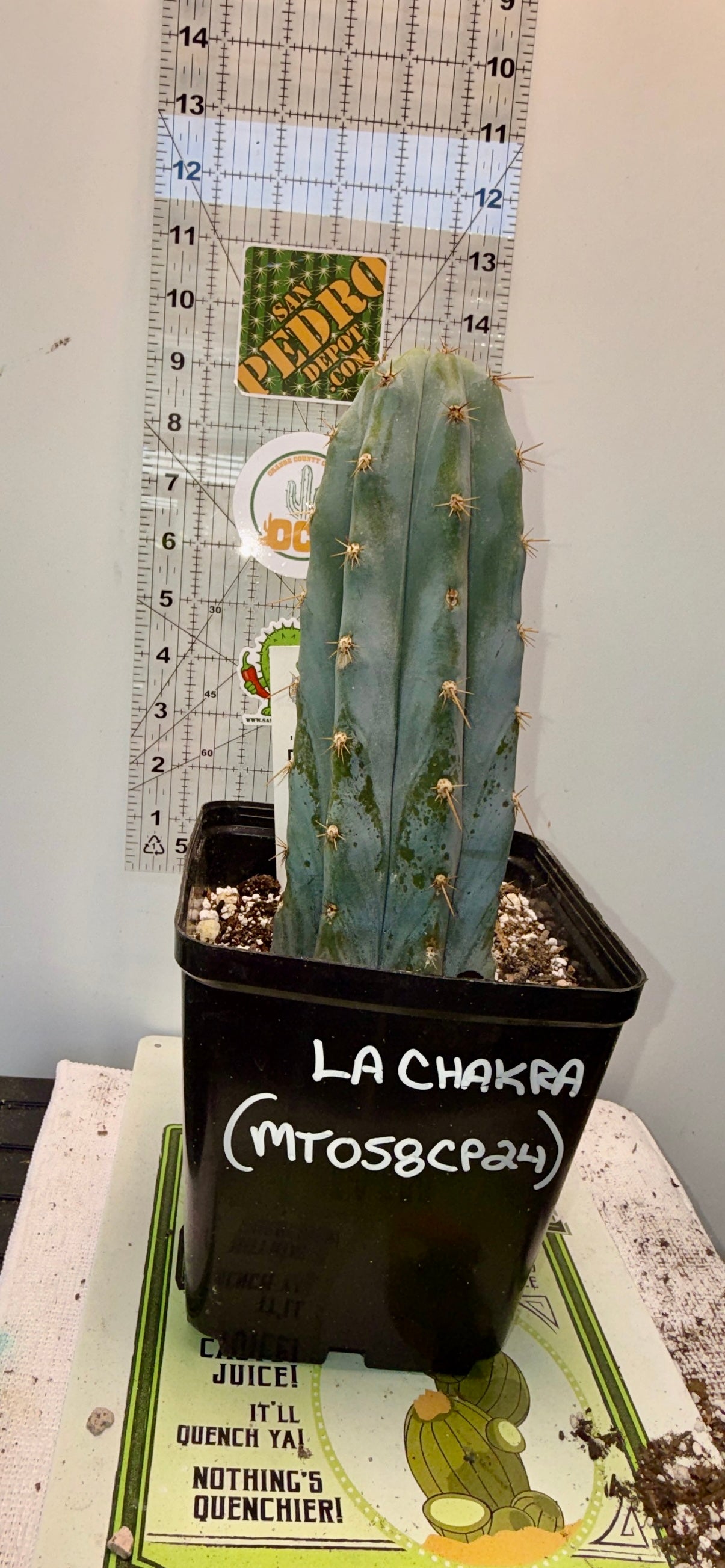 Rare Cactus - Columnar Cactus Clone - LA-CHAKRA-CLONE