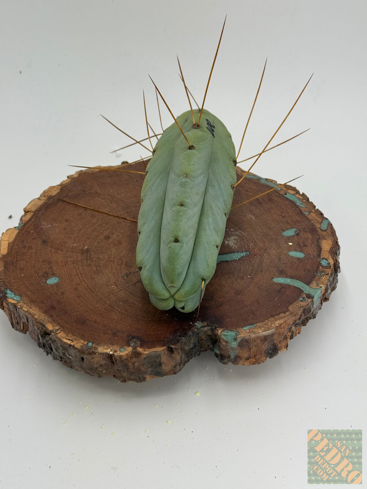 Lee (Cuttings)