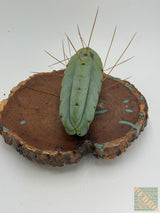 Lee (Cuttings)