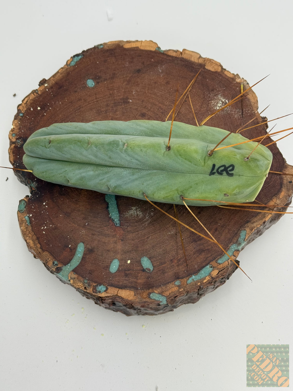 Lee (Cuttings)