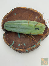 Lee (Cuttings)