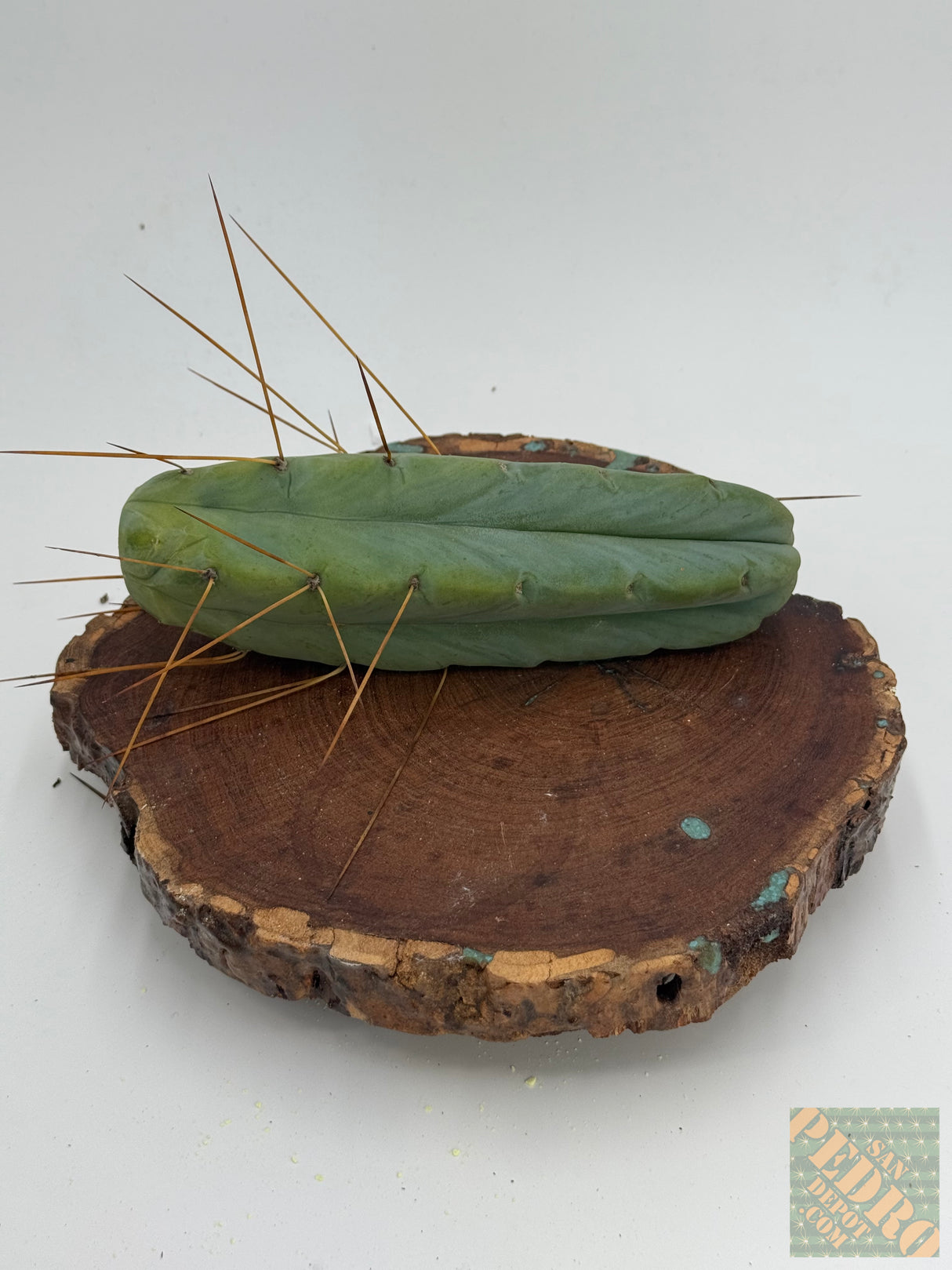 Lee (Cuttings)