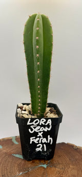 Lora Jean x Ferah 21 (Yearlings)