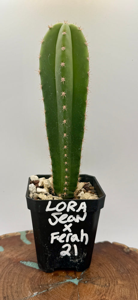 Lora Jean x Ferah 21 (Yearlings)