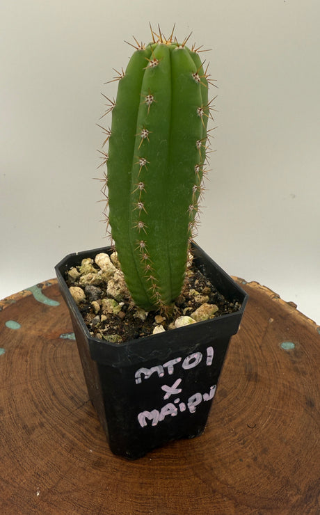 MT01 x Maipu (Yearlings)