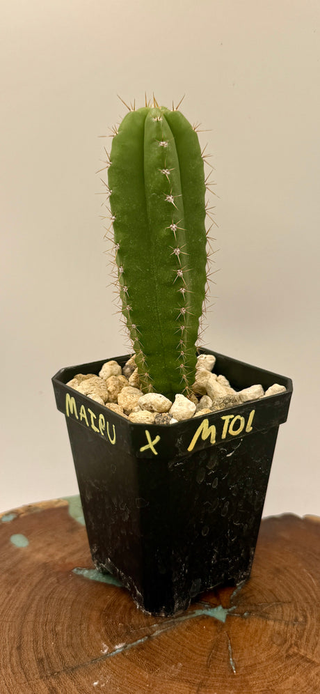 Maipu x MT01 (Yearlings)