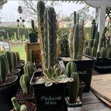 Medicine Man - Columnar Cactus Clone