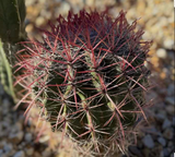 Mexican fire barrel cactus (Ferocactus pilosus)