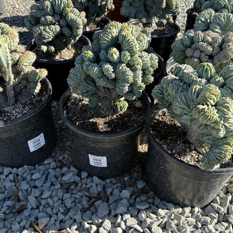 Myrtillocactus Geometrizans Monstros