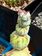 Myrtillocactus Geometrizans 'Stacker'
