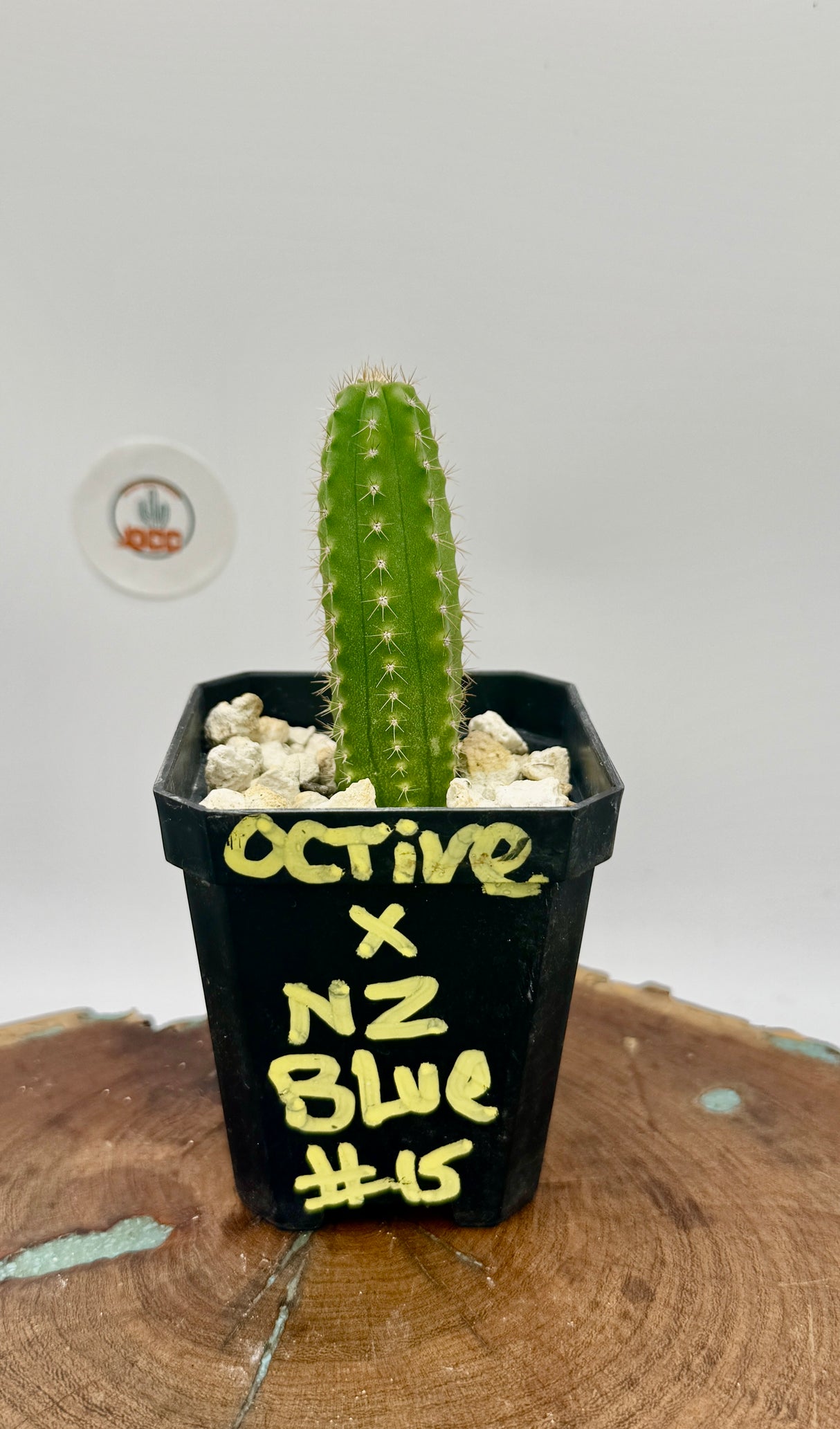 Octive x NZ Blue (Yearlings)