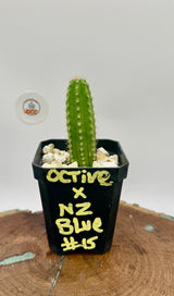 Octive x NZ Blue (Yearlings)