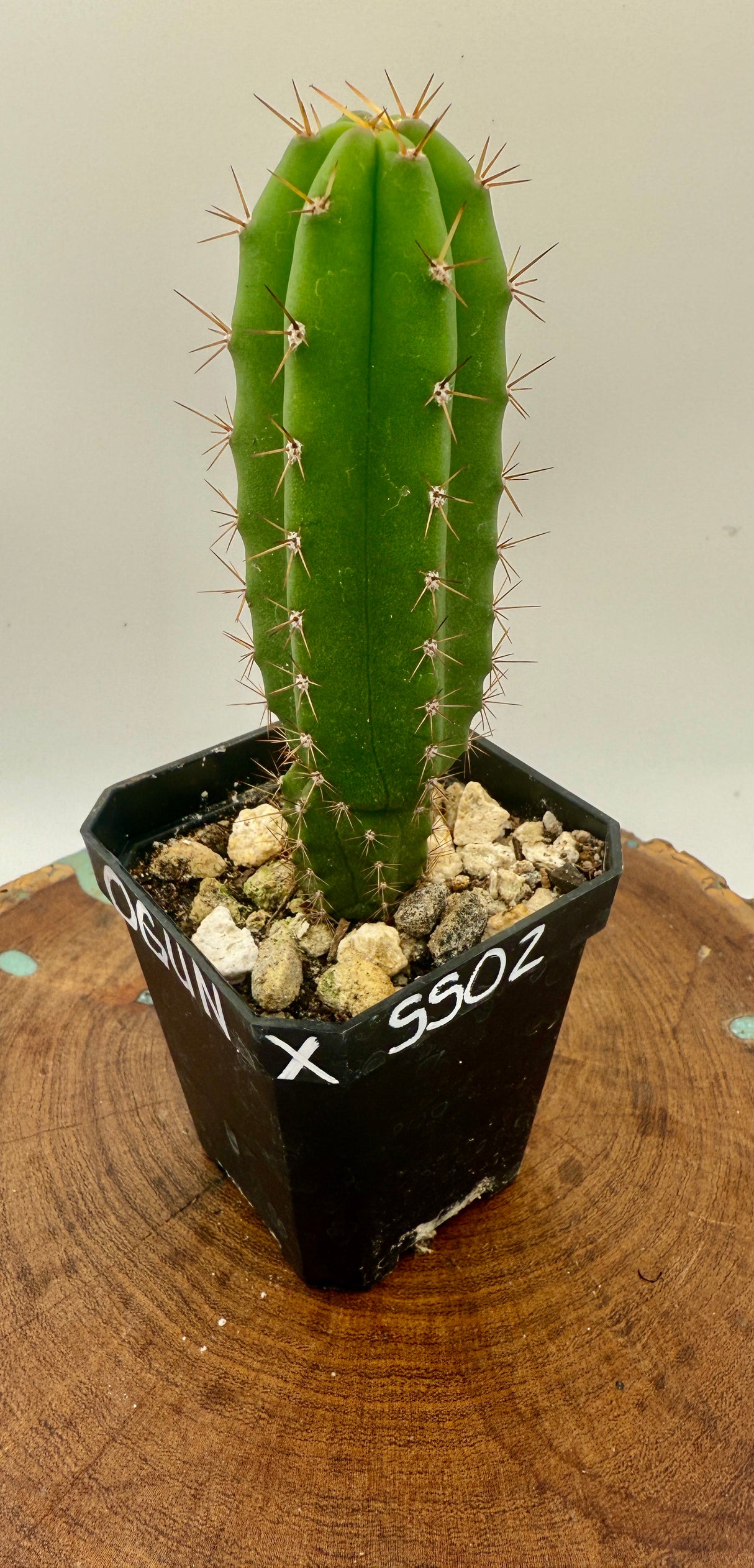 Ogun x SS02  (Grafts)