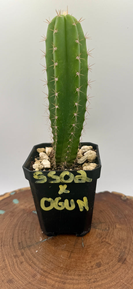 SS02 x OGUN (Yearlings)
