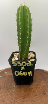 SS02 x OGUN (Grafts)