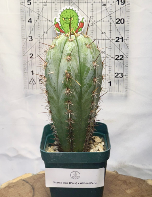 Rare Cactus - Columnar Cactus Hybrid - (SHARXXxALTH)
