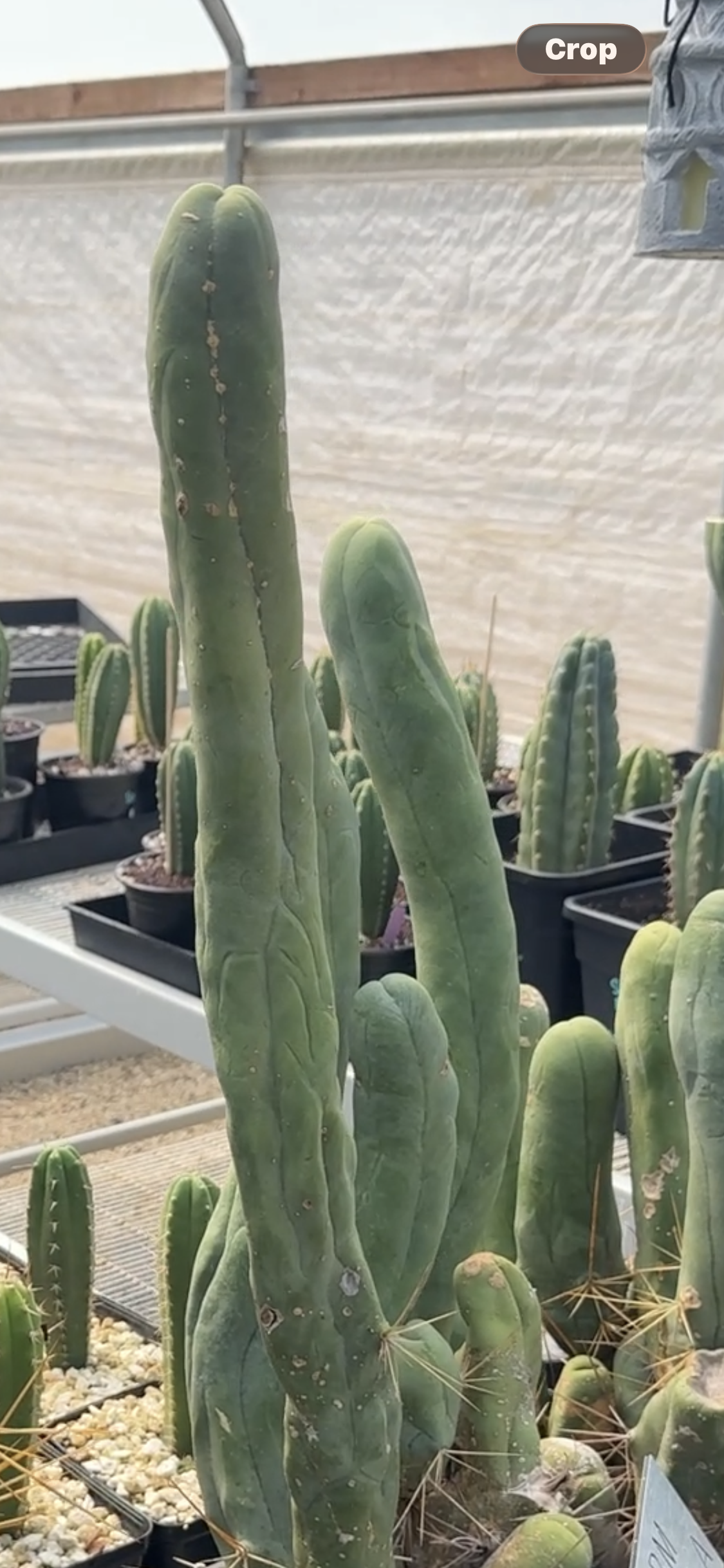 TBM CLONE A - Long Form - Columnar Cactus Clone