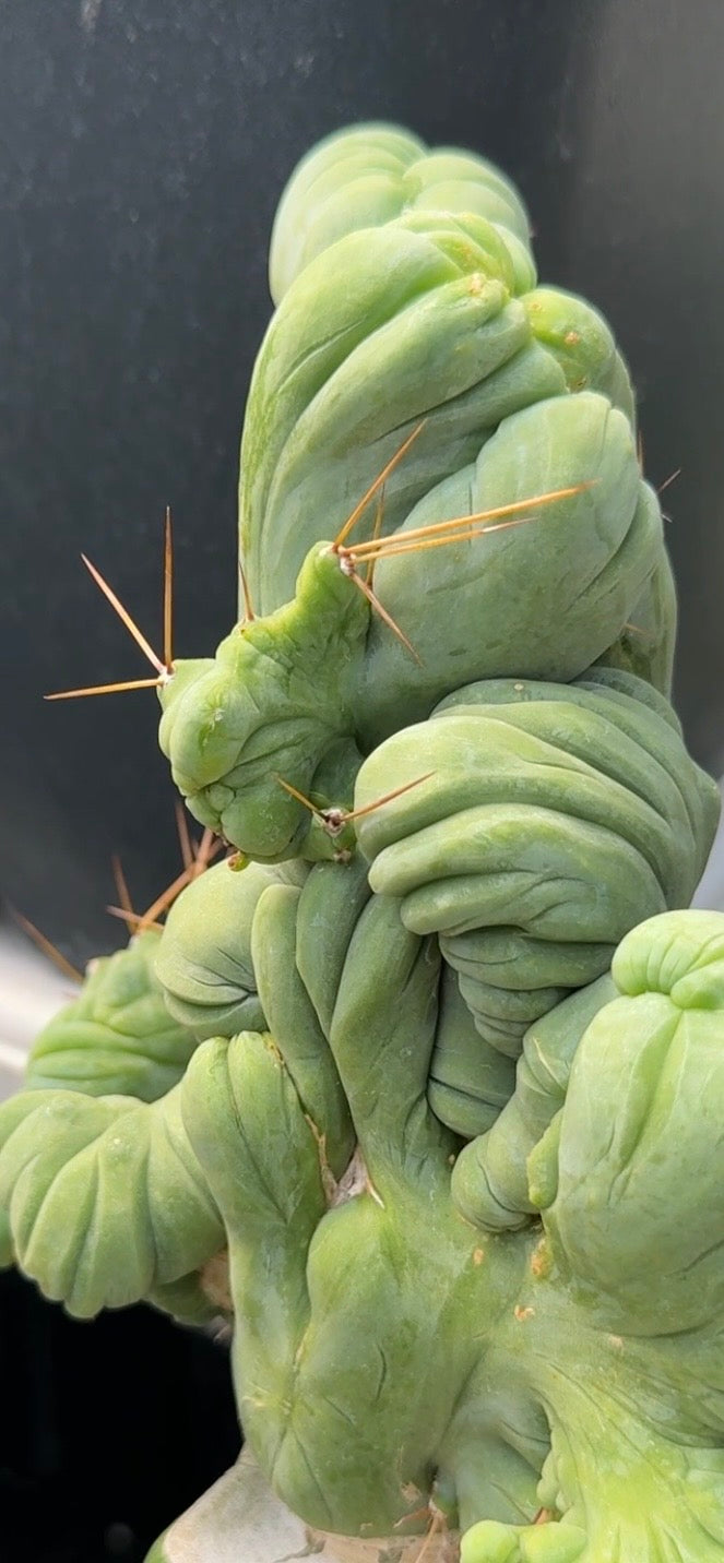 TBM C - Columnar Cactus Clone