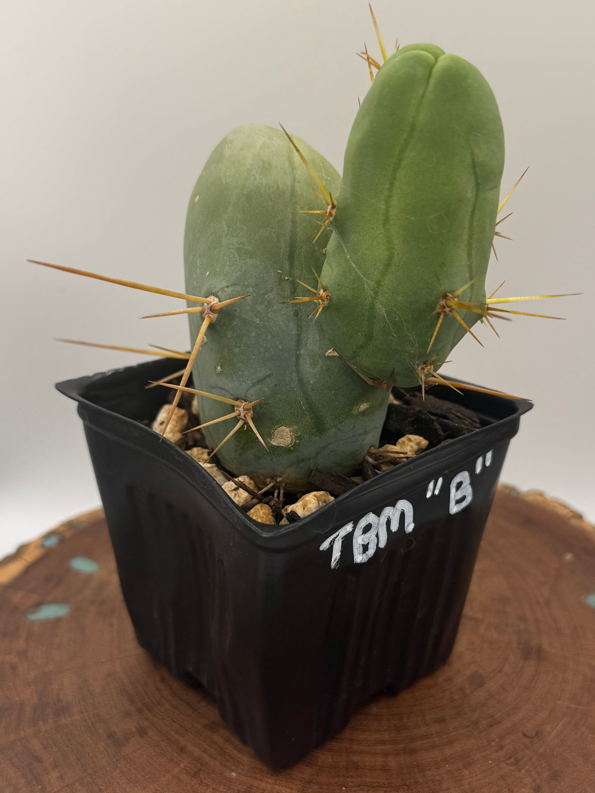 TBM B (Cuttings)