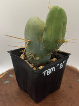 TBM B (Cuttings)