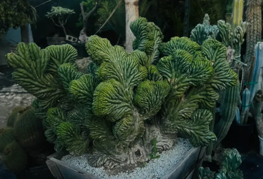 Rare Cactus- Clone -  Monstrose & Crested - (TPMCLN)