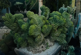 Rare Cactus- Clone -  Monstrose & Crested - (TPMCLN)
