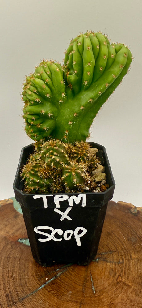 TPM x Scopulicola (Yearlings)