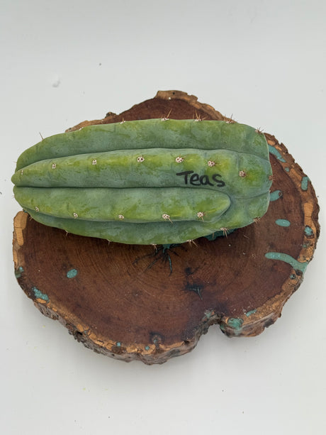 Teas (Cuttings)