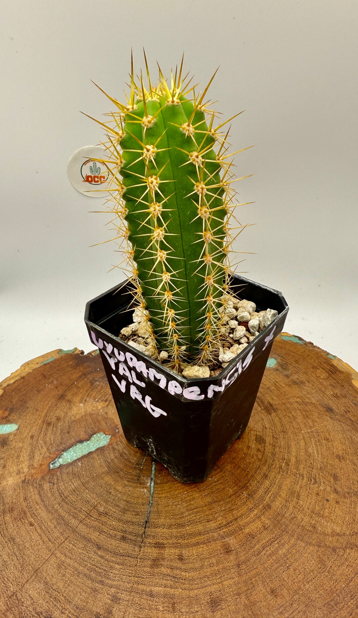 Uyupampensis x Val VRG (Yearlings)