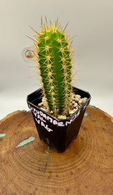 Uyupampensis x Val VRG (Yearlings)